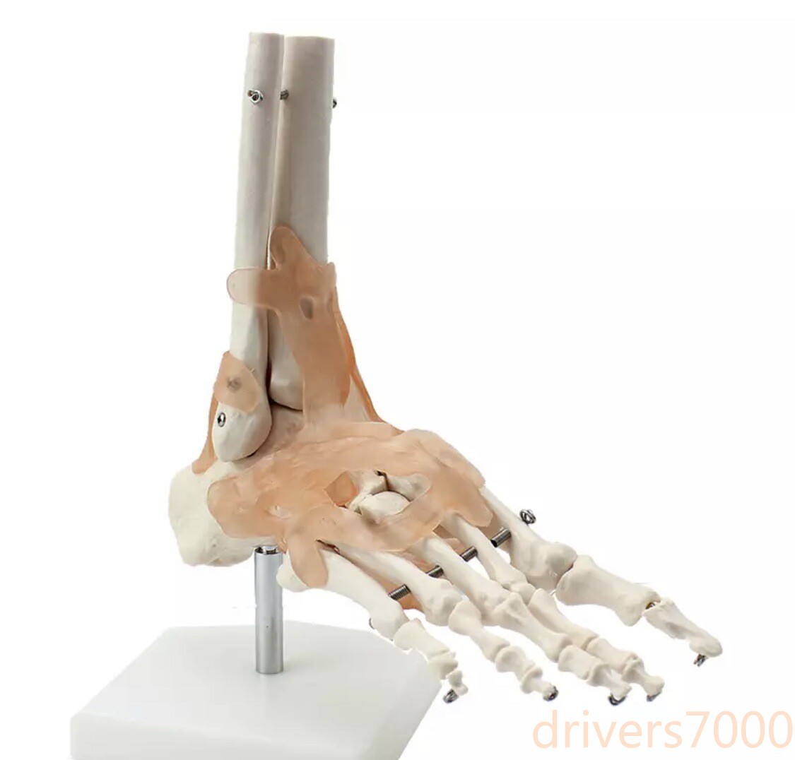 Human Foot Exercise System Bone Attached Ligament Model Orthopedic