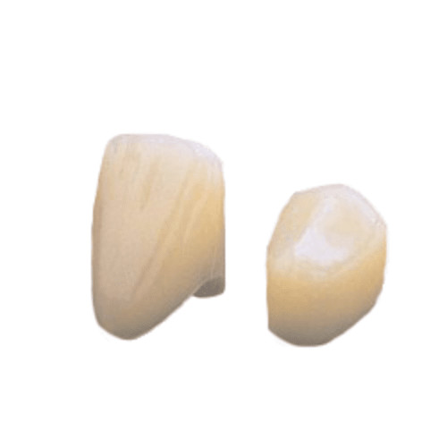 House Brand #42 1st Bicuspid Polycarbonate Crown Form, Box of 5