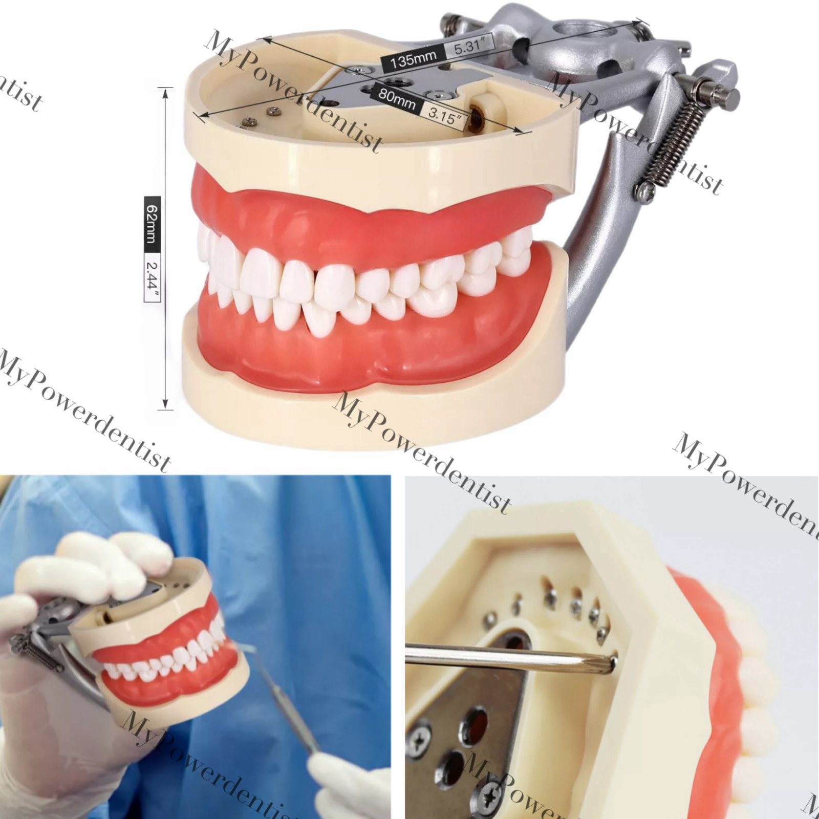 Dental Model DP Articulator Typodont Removable Teeth Kilgore NISSIN Style Study