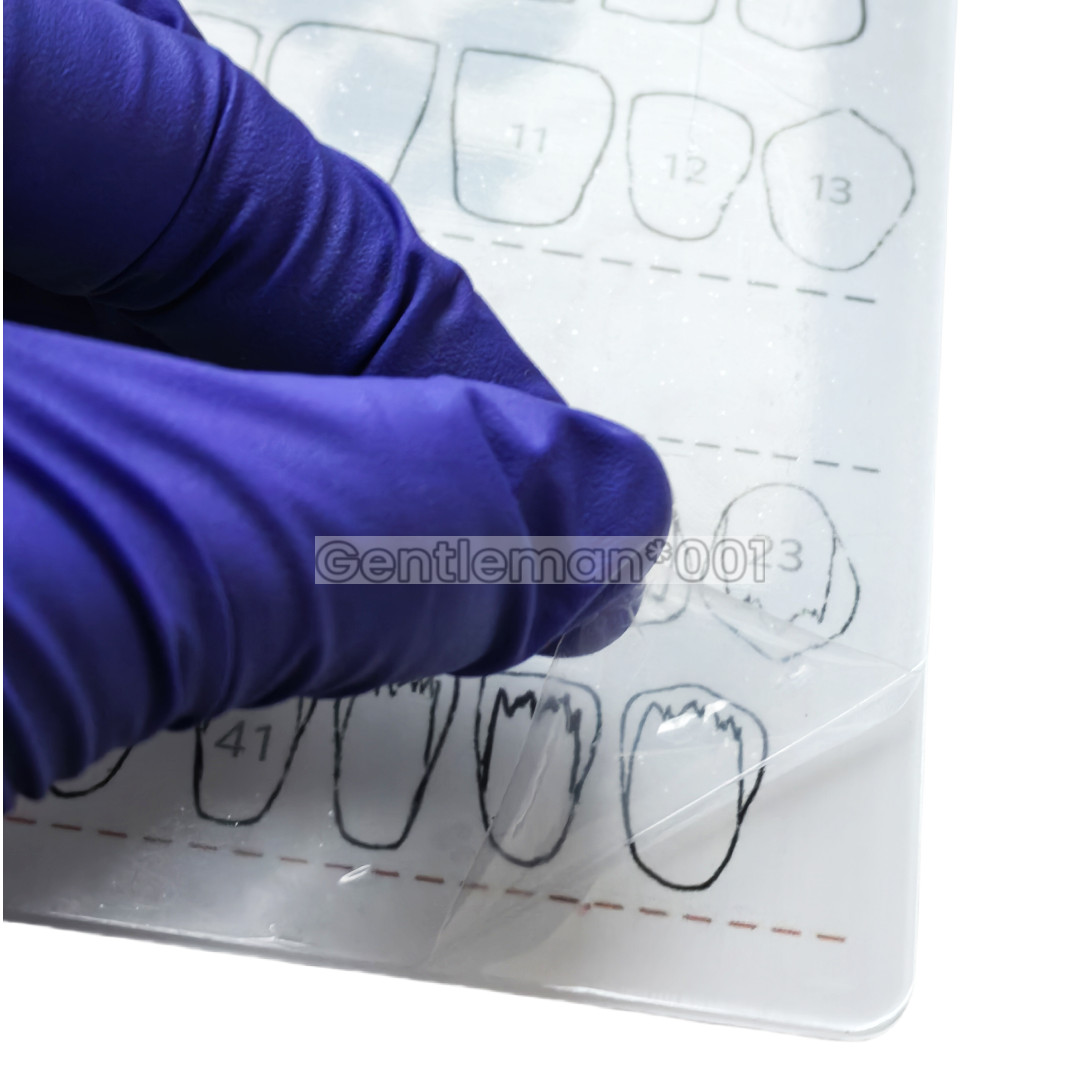 Dental Dentist Board Teeth Morphology Composite Build Up Practise Template Model