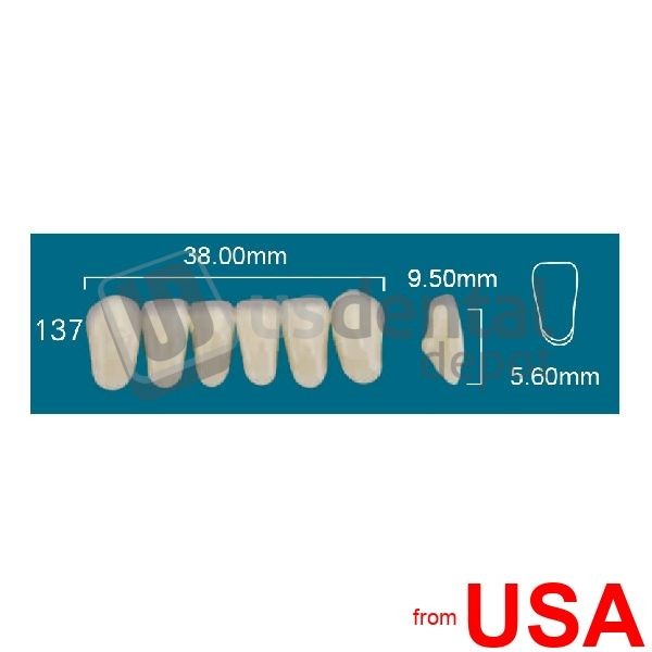 RAFAEL 137 Lower Anterior C2 (1 X 6) – Square Rafael 2 layers Denture Ac 114724