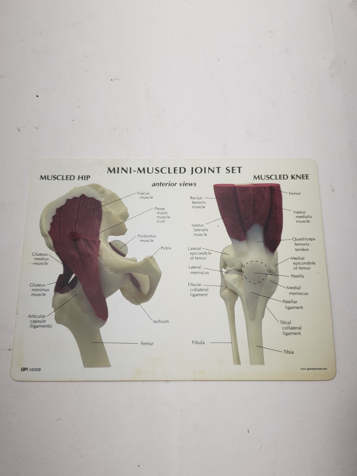 GPI Anatomical Mini Muscled Joint Set Model 1900 Hip Knee Elbow Shoulder
