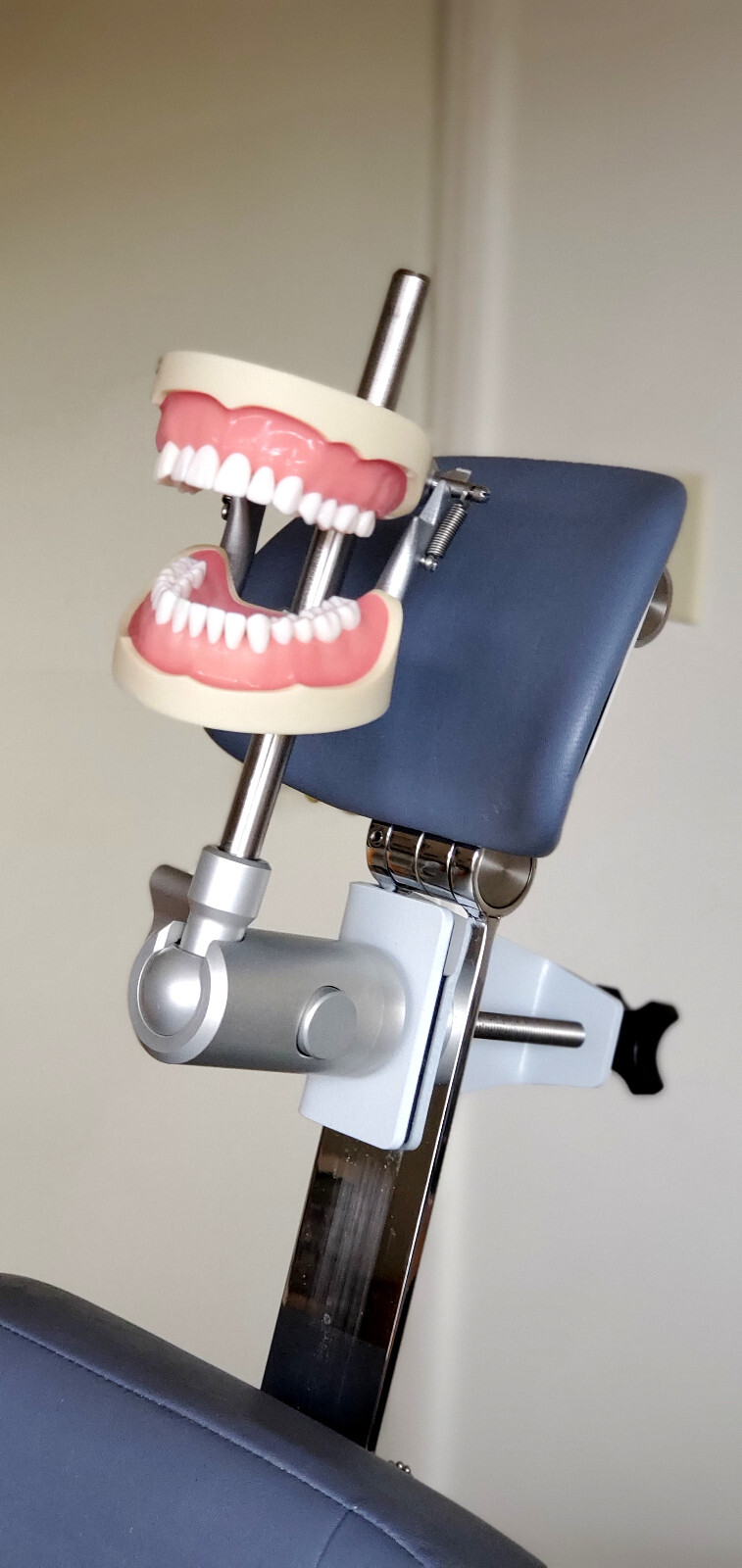 Dental Teeth X-Ray MANIKIN Practice Oral Exam Simulator Training Model Phantom