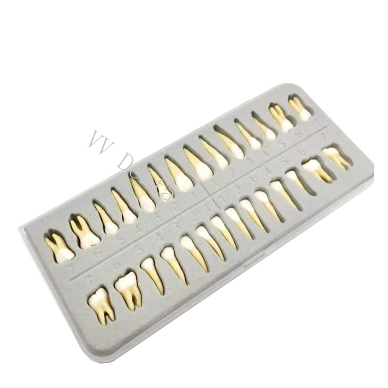 Dental 1:1 Adult Permanent Teeth Model Typodont Study Teach Upper Lower 28 Pcs