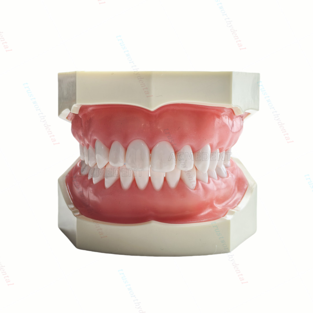 Dental Typodont Model with Removable Teeth M8011 DP 32 Demonstration Teach Study