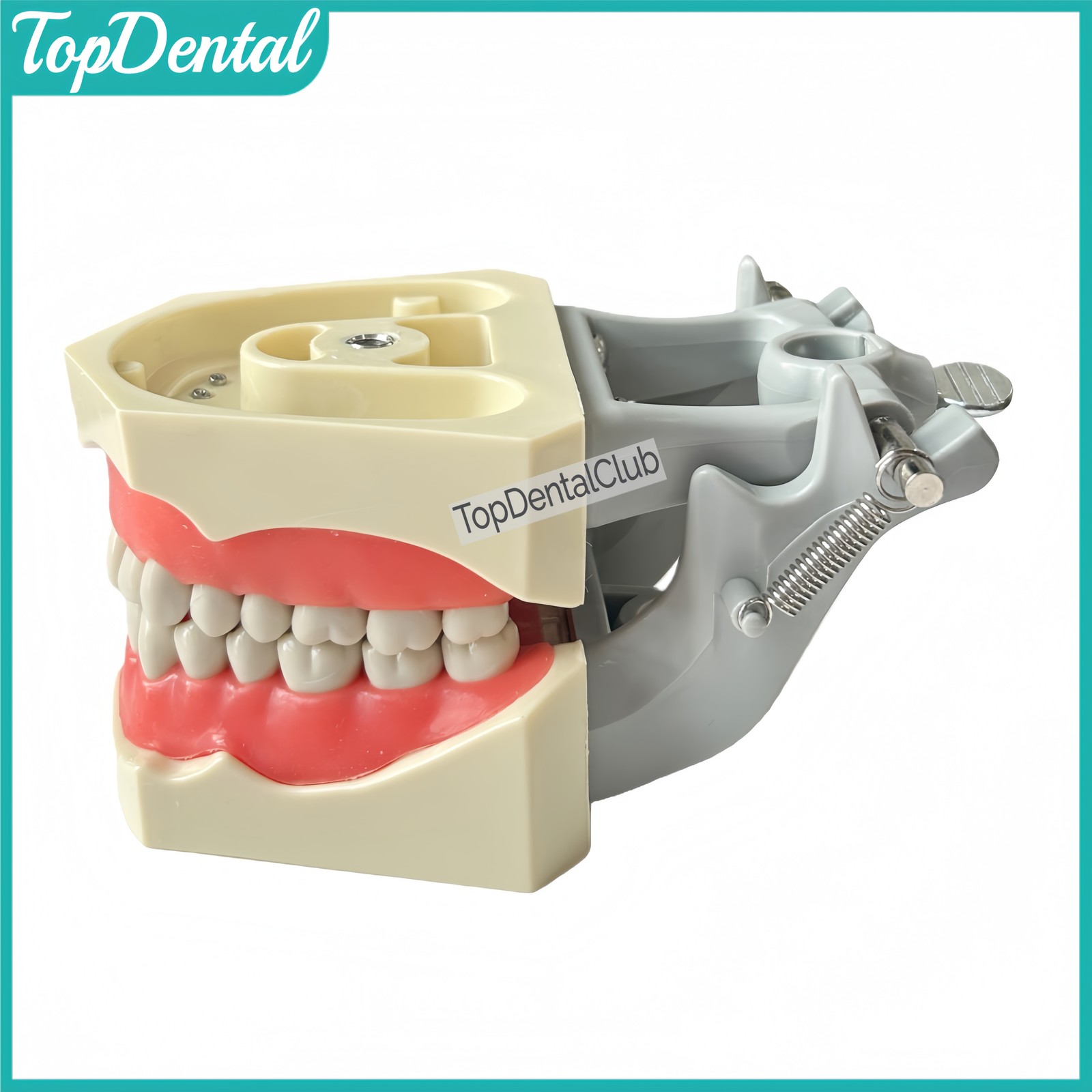 M8030 Dental 32Pcs Removable Teeth Typodont Model Gingiva Fits ADC Columbia 860