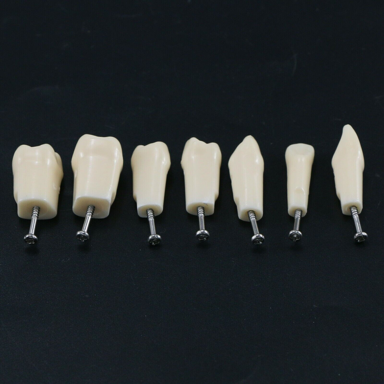 2 Set Dental Removable Screw-in Typodont Grain Teeth 28Pcs+32Pcs Tool Instrument