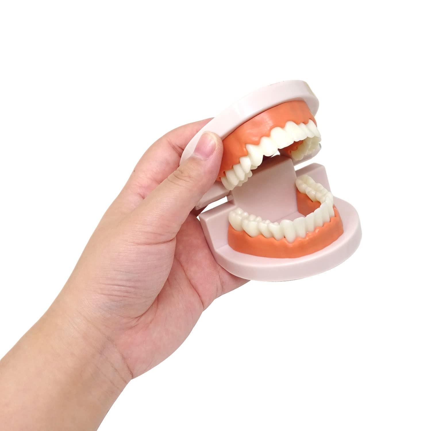 Honbay 1PCS Plastic Standard Teeth Model Adult Mouth Dental Skin Color