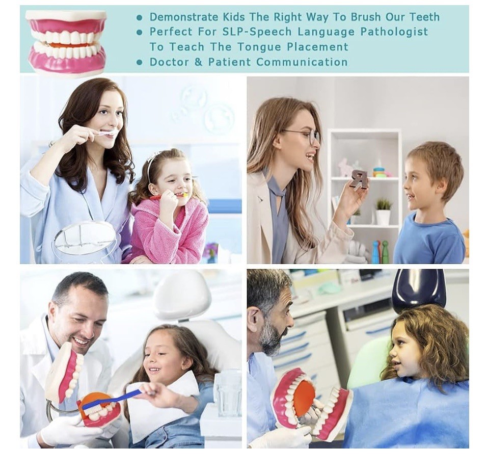 EVOTECH SCIENTIFIC Dental Teeth Care Model, W/Giant Toothbrush teaching tool