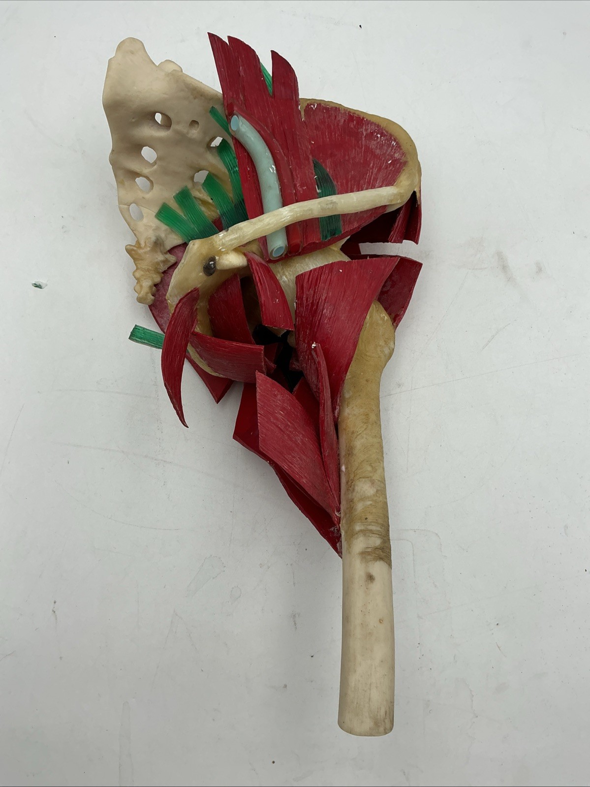 Vintage Medical Plastics Laboratory JH-2500 Deluxe Hip Anatomical Model
