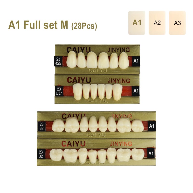 Dental Four Layer Synthetic Resin Teeth Anterior Posterior Polymer Denture