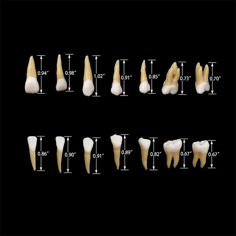 Dental Plastic Teeth Highly Reproducible Carton 1: 1 Permanent Teeth Demonstra