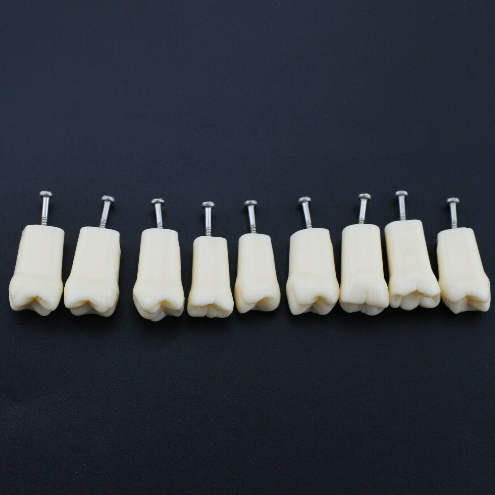 2 Set Dental Removable Screw-in Typodont Grain Teeth 28Pcs+32Pcs Tool Instrument
