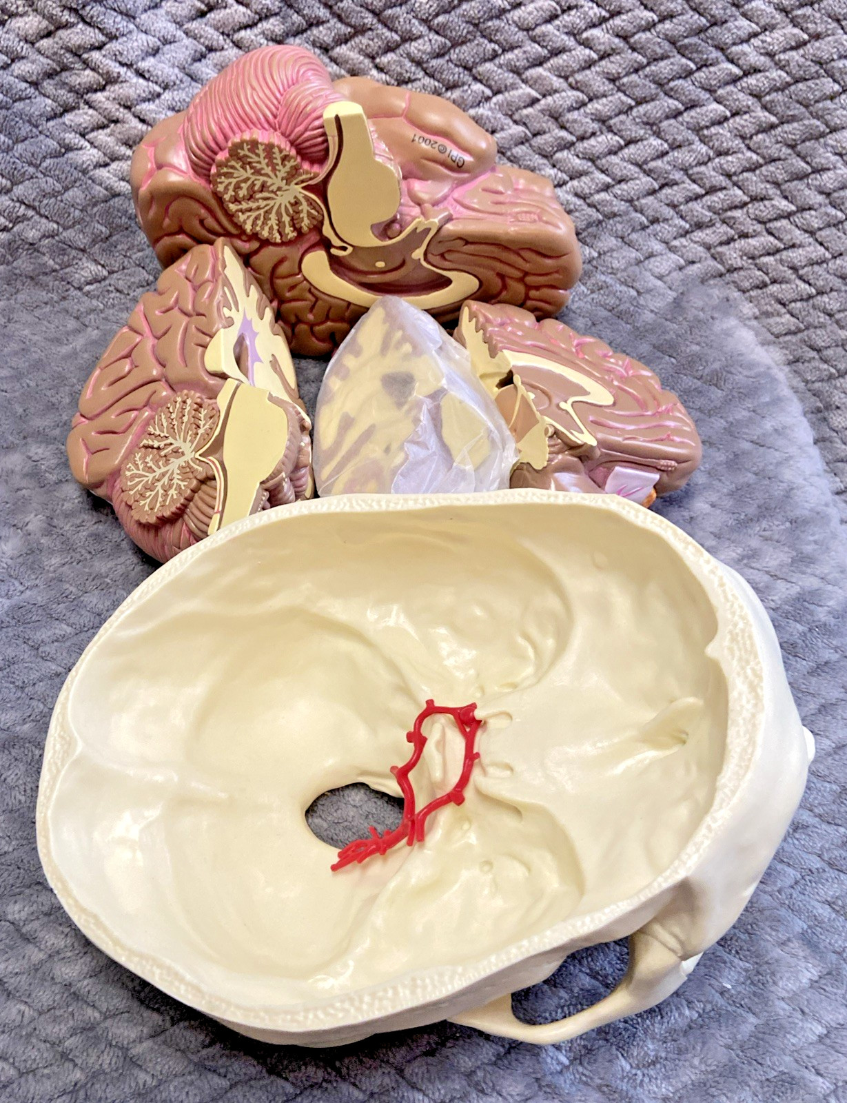 GPI 2900 Brain Model & Partial Skull Anatomical Model Home School Professional