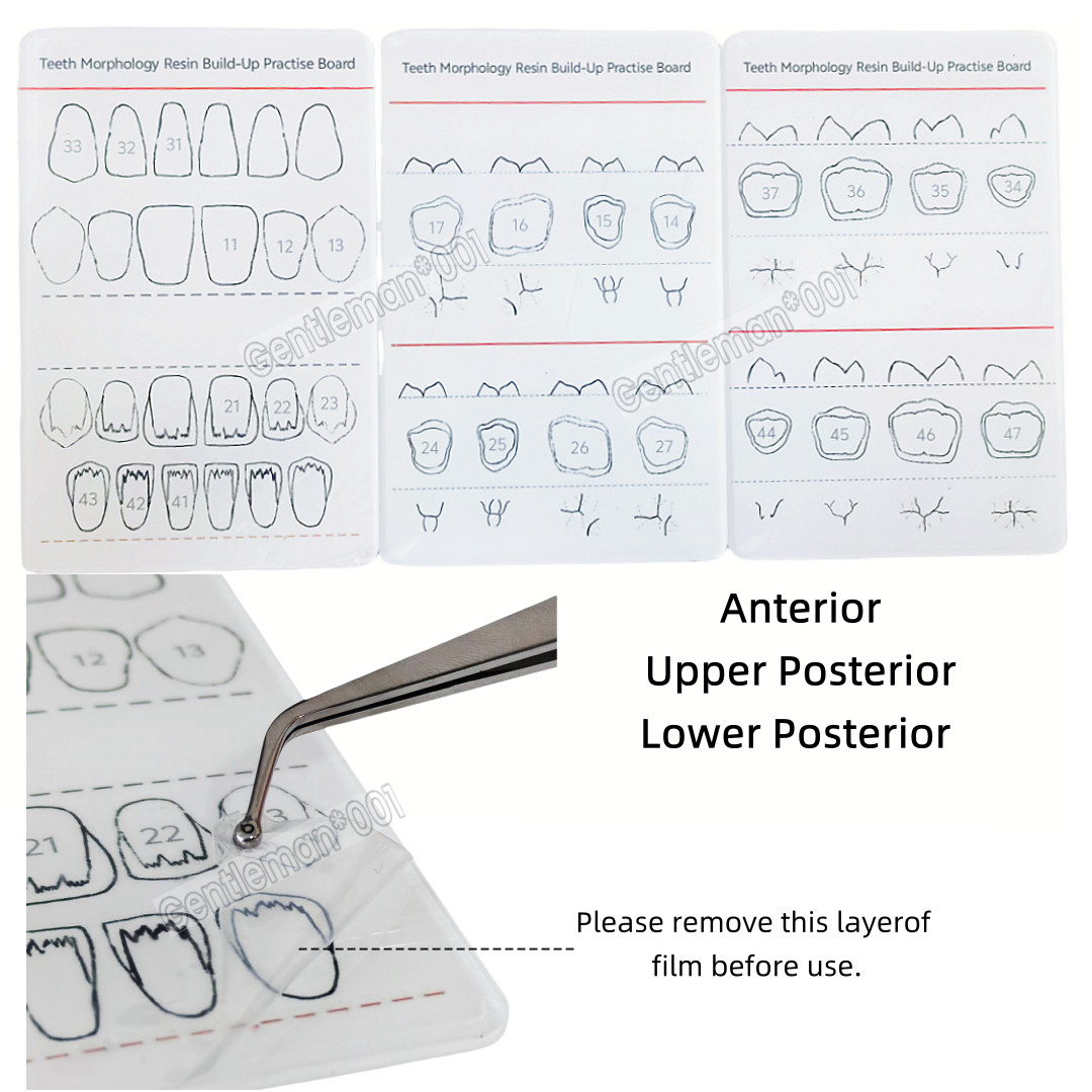 Dental Dentist Board Teeth Morphology Composite Build Up Practise Template Model