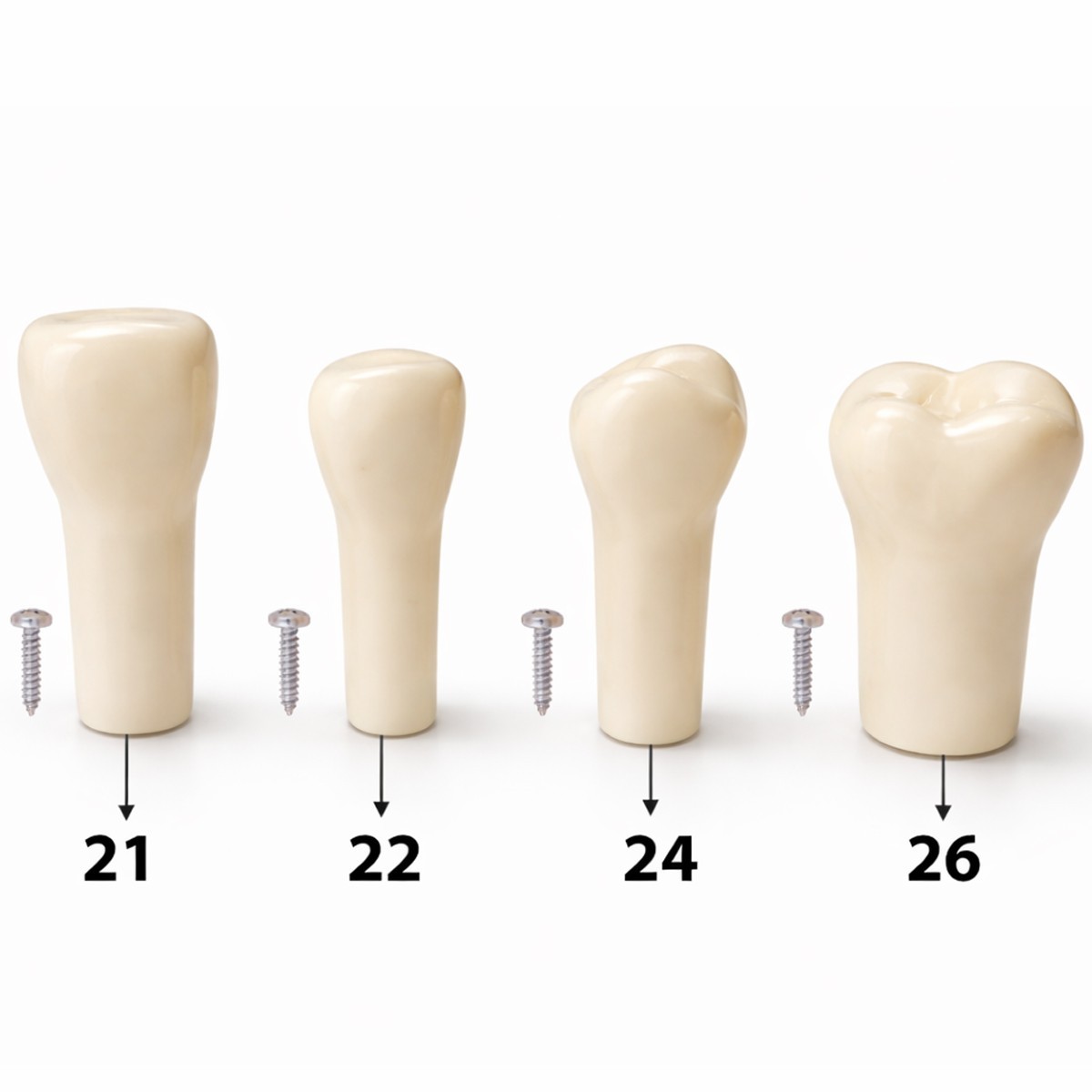 iDENTical Typodonts For Nissin Type Jaw Set TJMA09 – Individual