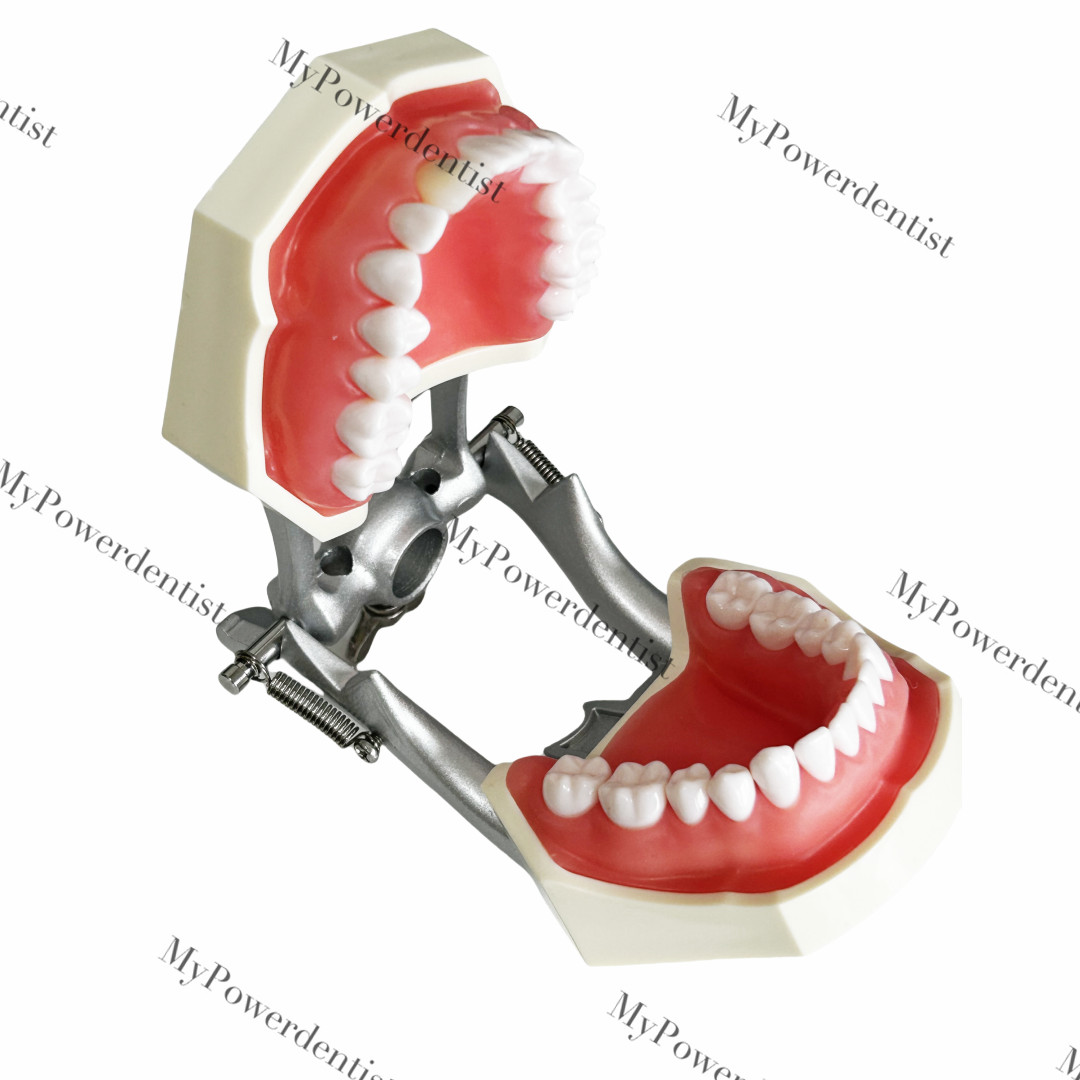 Dental Model DP Articulator Typodont Removable Teeth Kilgore NISSIN Style Study