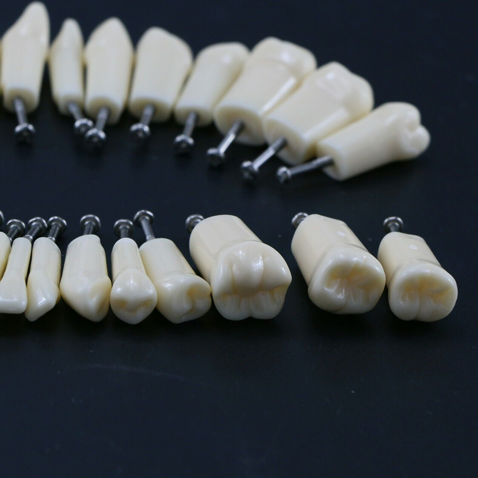 2 Set Dental Removable Screw-in Typodont Grain Teeth 28Pcs+32Pcs Tool Instrument