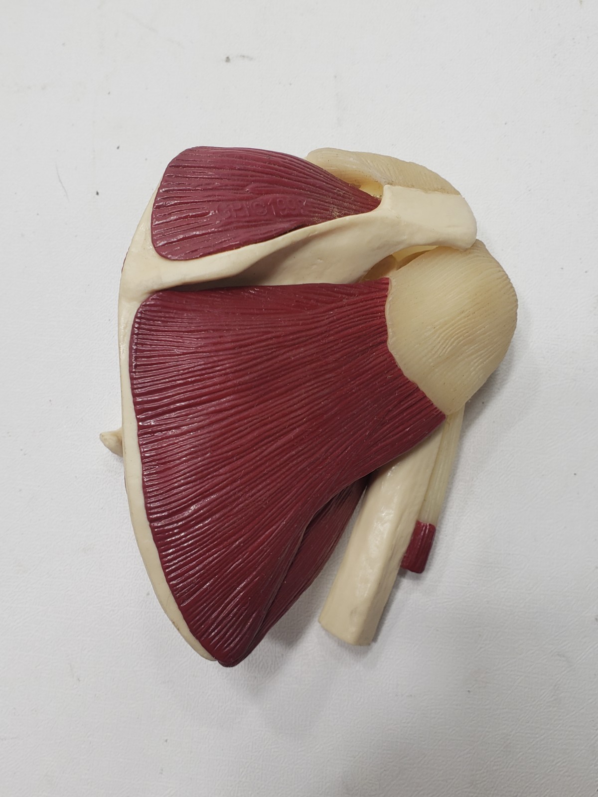 GPI Anatomical Mini Muscled Joint Set Model 1900 Hip Knee Elbow Shoulder