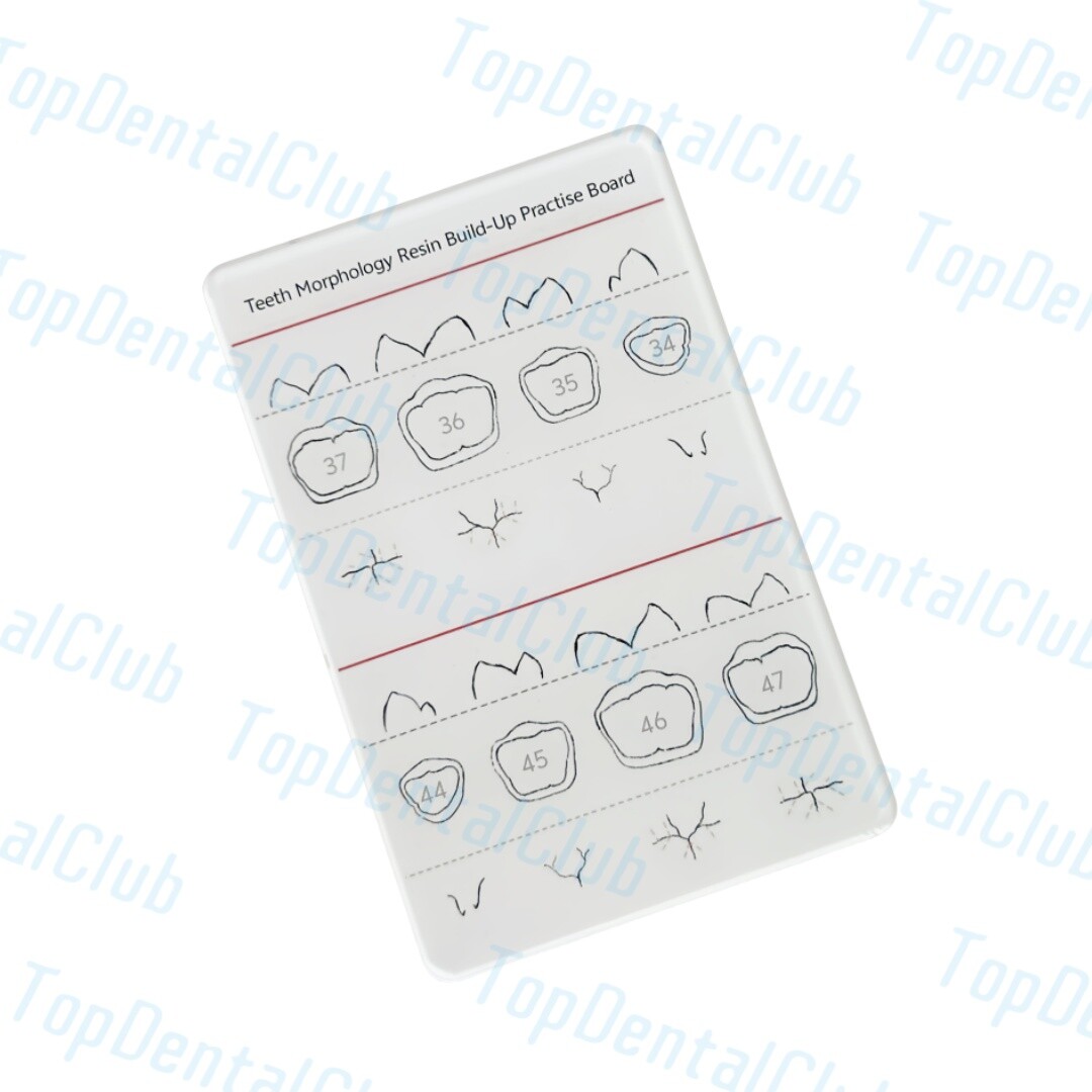 Dental Teeth Morphology Resin Build-Up Practise Board Composite Resin Filling