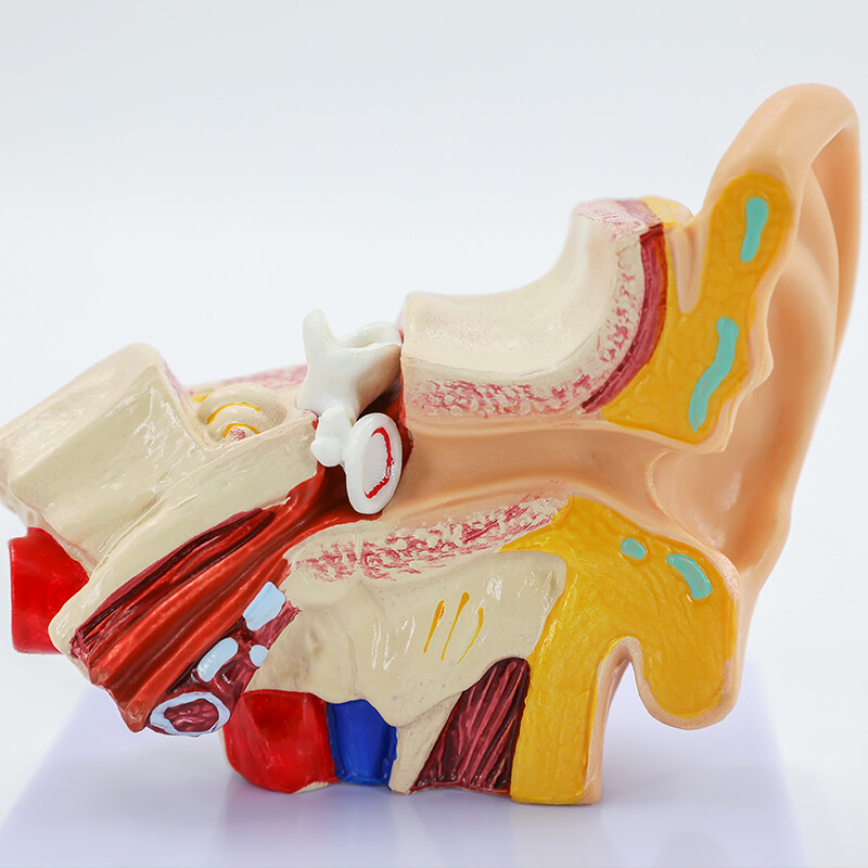 1.5 Times Life Size Human Ear Anatomy Model Organ Medical Teaching Supplies
