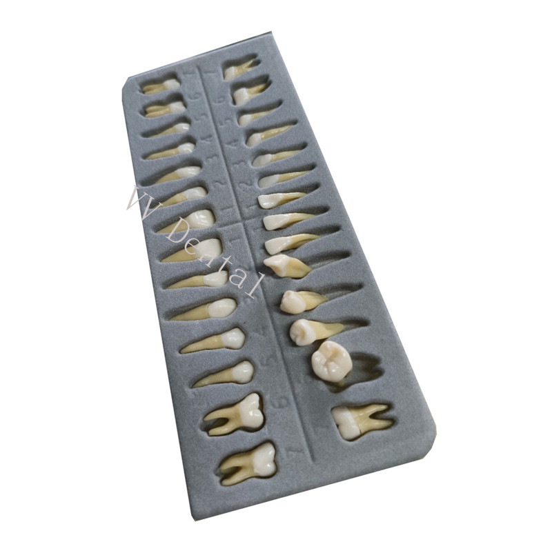Dental 1:1 Adult Permanent Teeth Model Typodont Study Teach Upper Lower 28 Pcs