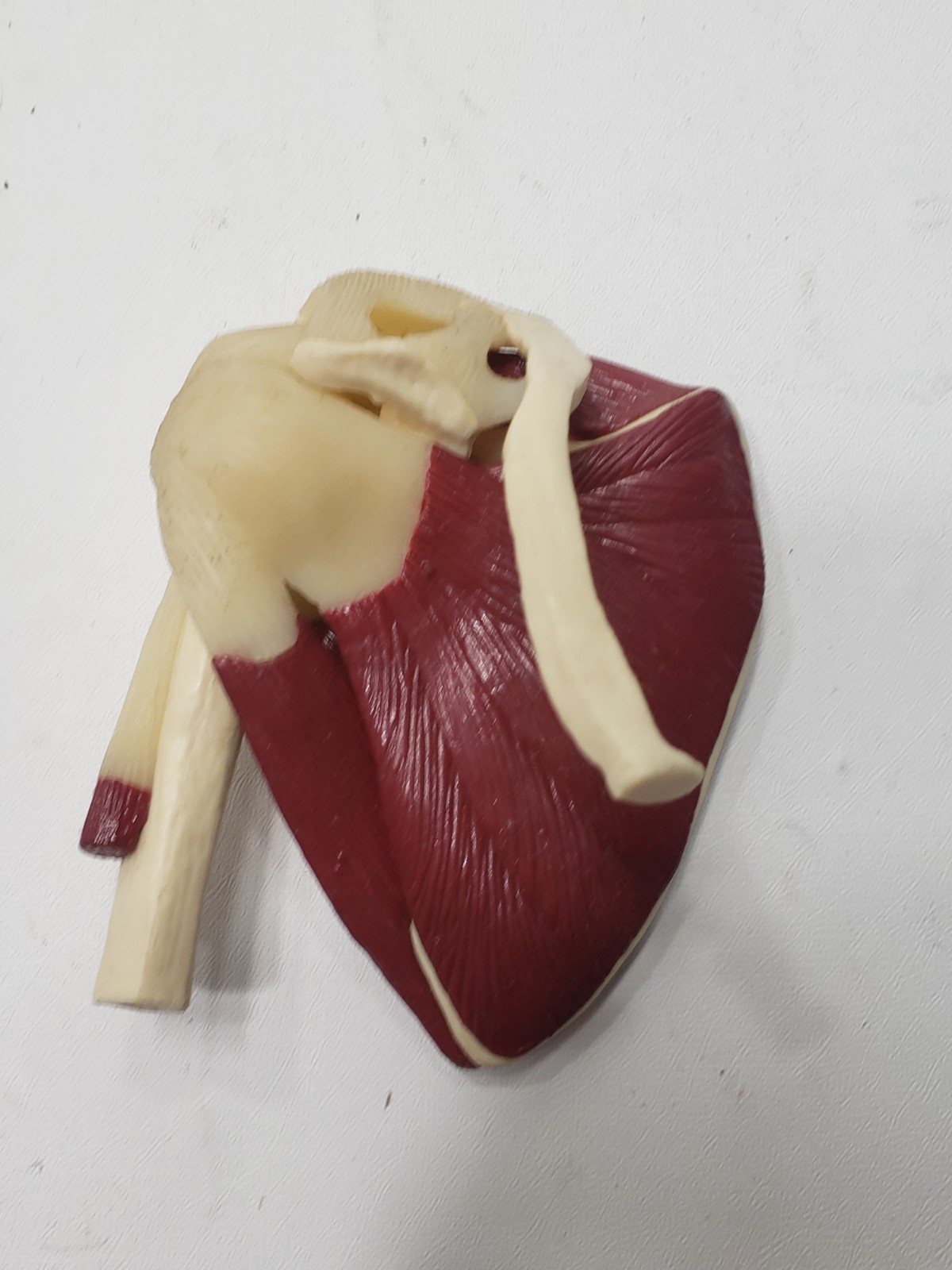 GPI Anatomical Mini Muscled Joint Set Model 1900 Hip Knee Elbow Shoulder