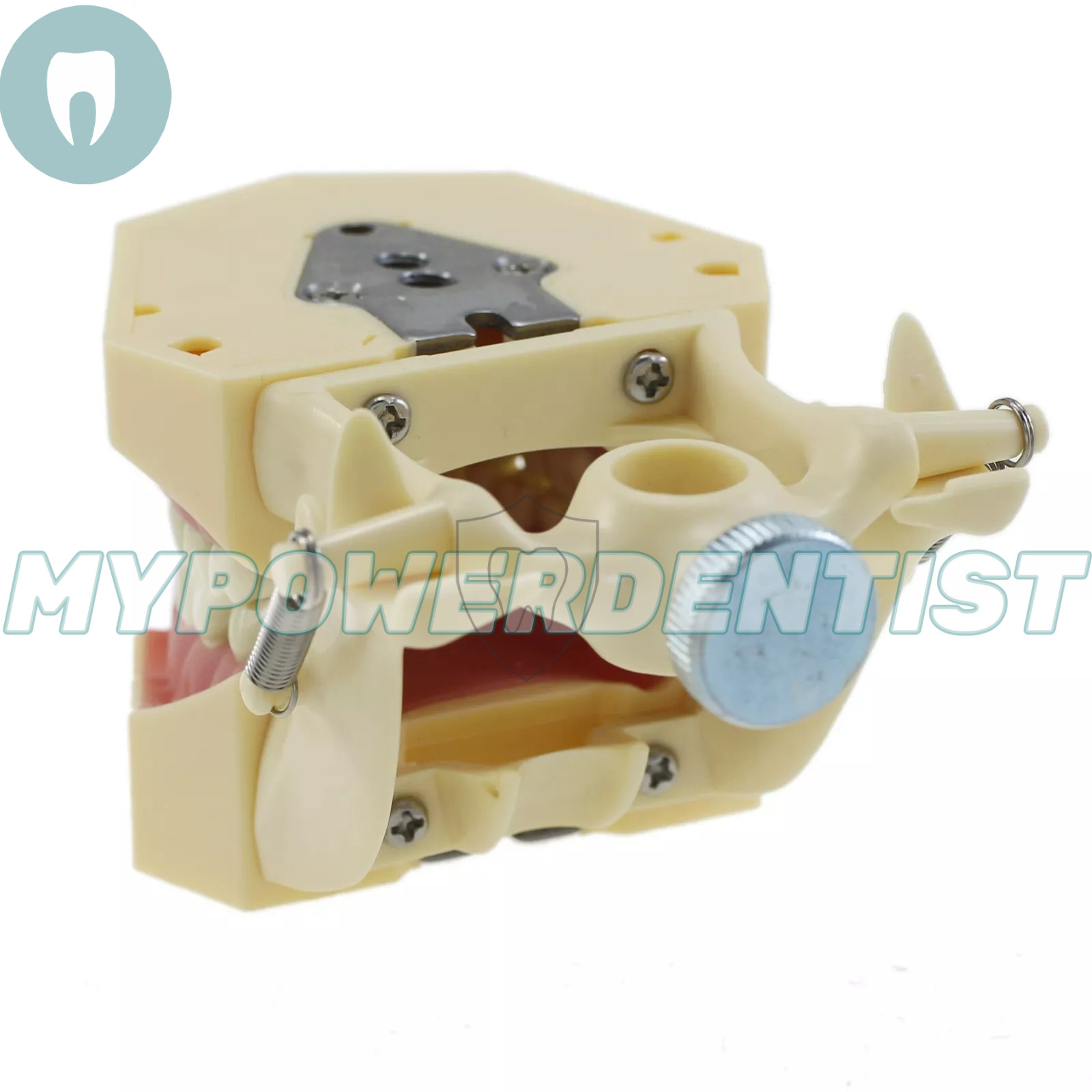 Frasaco Ag3 Type Dental Restorative Typodont Model 32Pcs Removable Teeth M8014-2