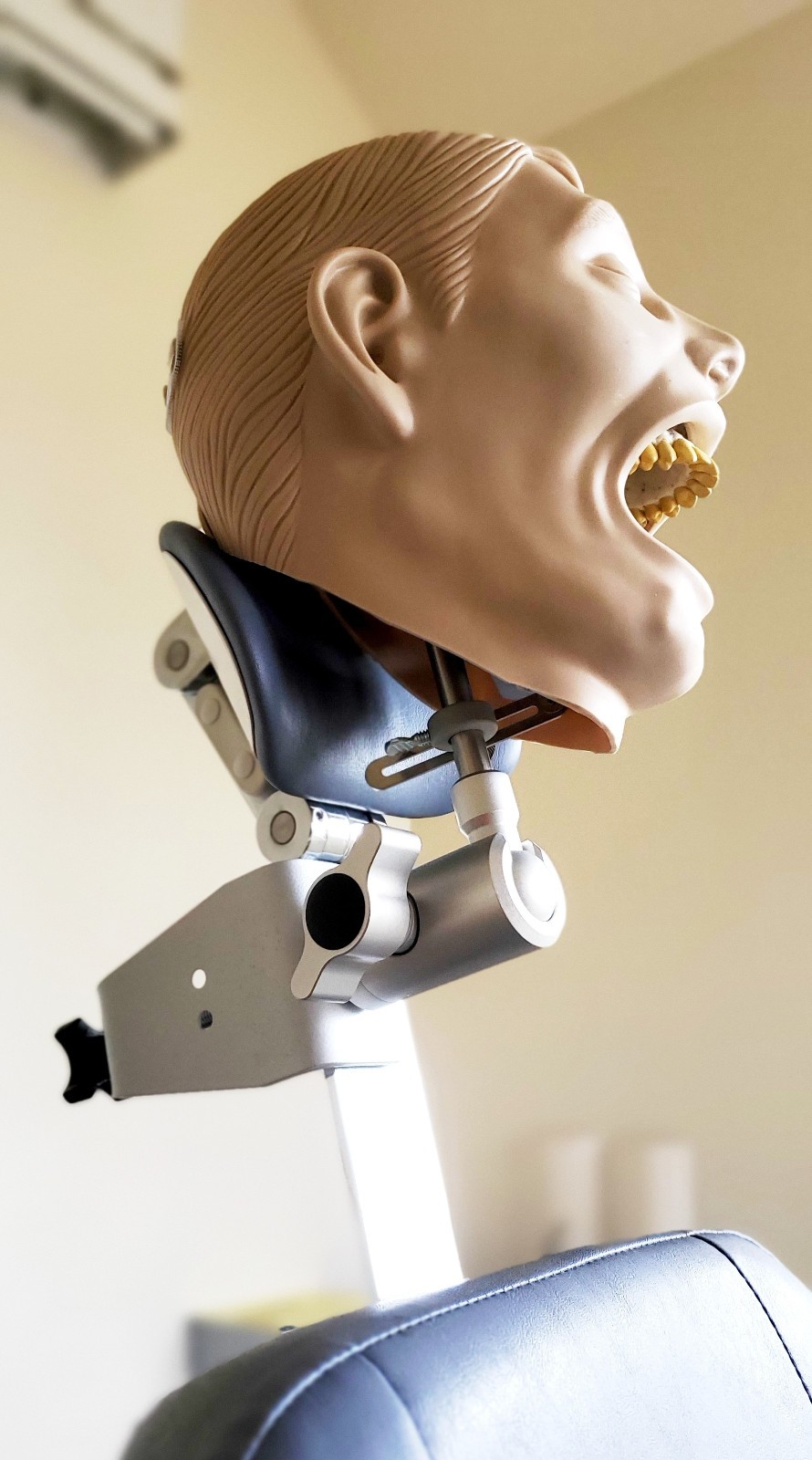 Dental Teeth X-Ray MANIKIN Practice Exam Simulator Training Model Teach Phantom