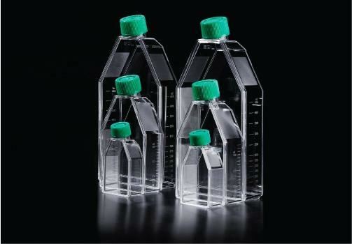 SPL Cell Culture Flask 75 cm2 (T75) Filter Cap, Treated, Sterile, 100/Case