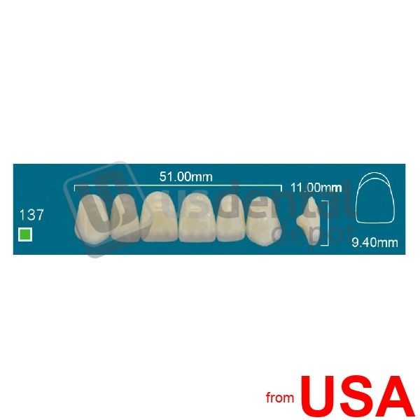 RAFAEL137 Upper Anterior A3 (1 X 6) – Square Rafael 2 layers Denture Acr 114611