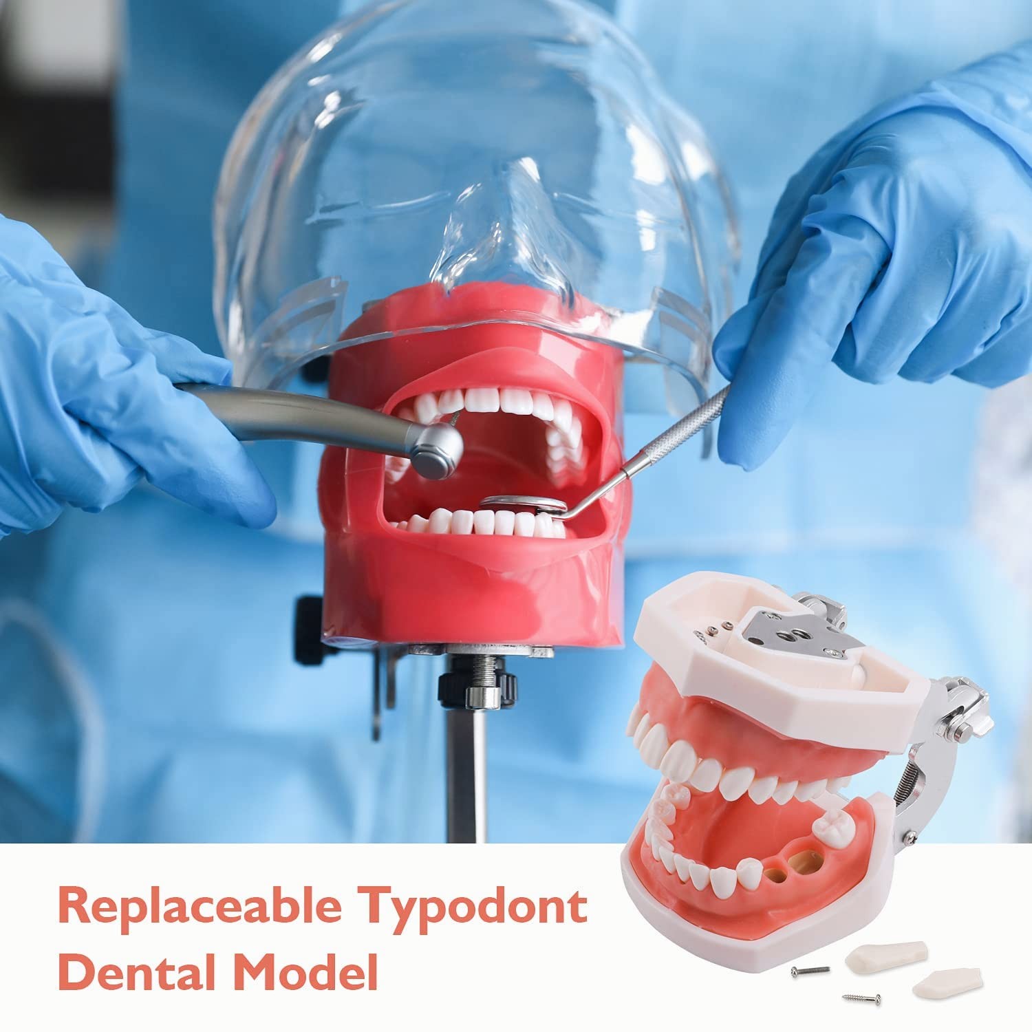 faruijie Dental Simulator Mannequin Head – Typodont Teeth Model Fixed on Desk