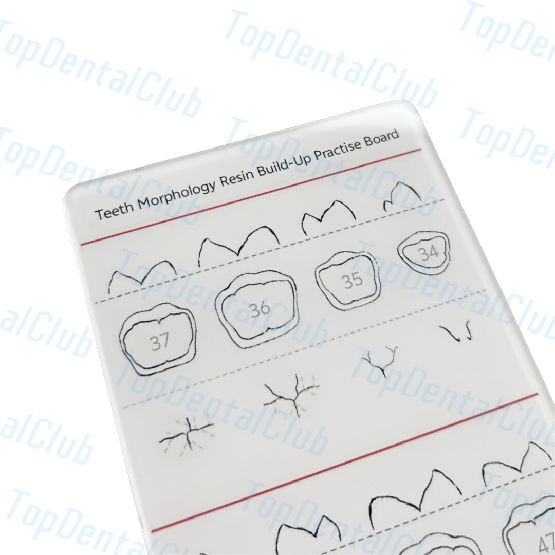 Dental Teeth Morphology Resin Build-Up Practise Board Composite Resin Filling