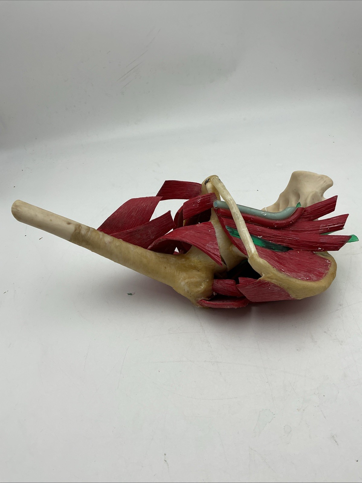 Vintage Medical Plastics Laboratory JH-2500 Deluxe Hip Anatomical Model