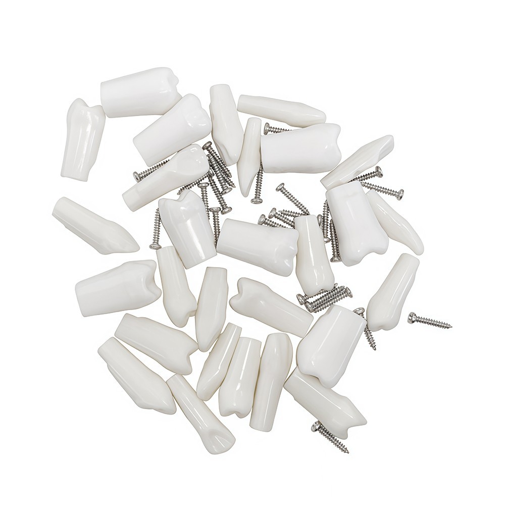 28Pcs Tooth Granule Set Dental Typodont Replacement Screw-in Teeth Model
