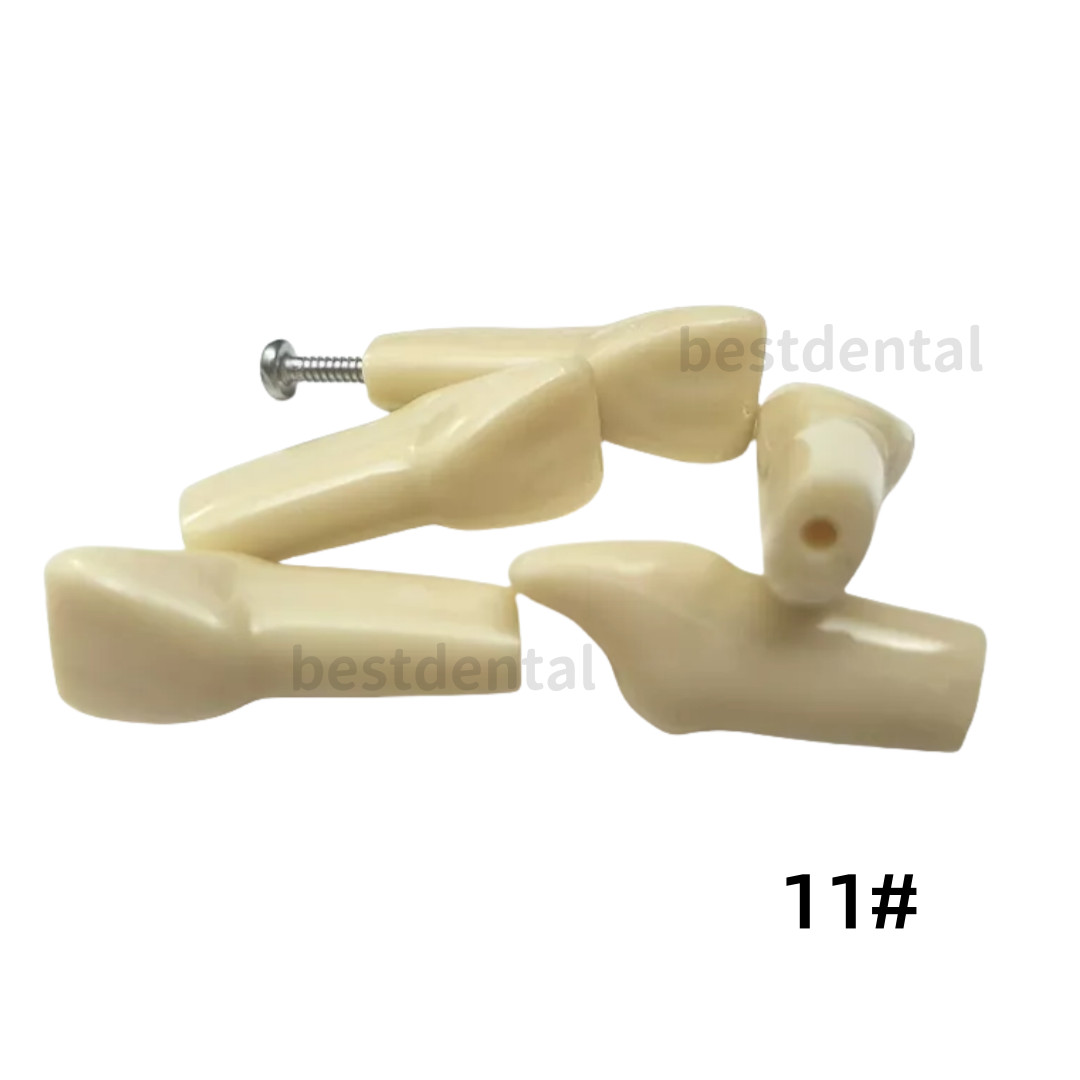 Dental Frasaco AG3 Type Restorative Typodont Model 32pc Marked Teeth M8014-2
