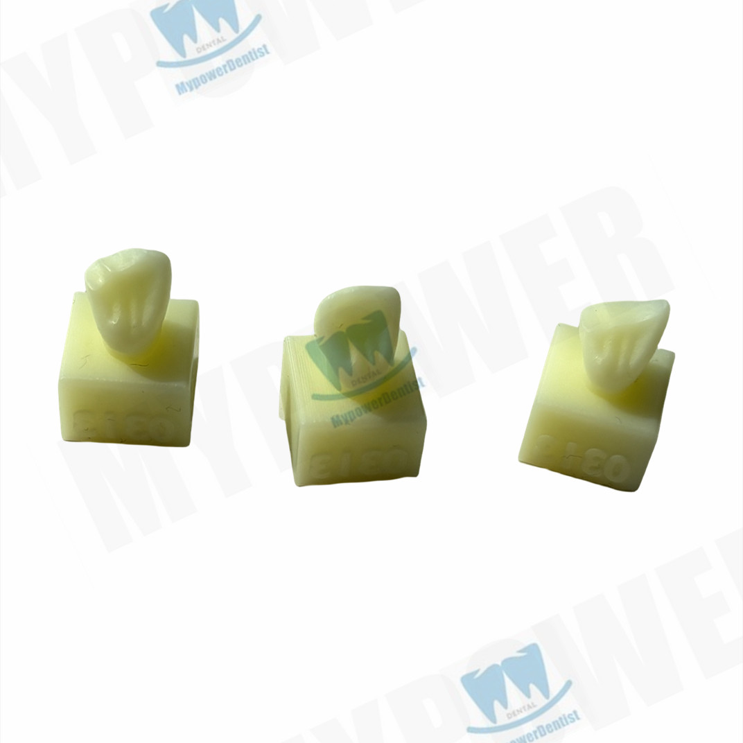 Dental Cavity Preparation/Vitro Decay Caries Model/Composite Resin Filling Model