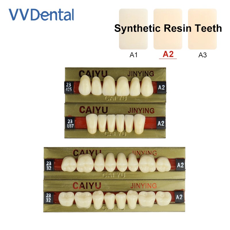 Dental Four Layer Synthetic Resin Teeth Anterior Posterior Polymer Denture