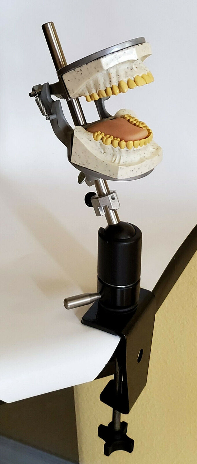 Dental Teeth X-Ray MANIKIN Practice Oral Exam Simulator Training Model Phantom