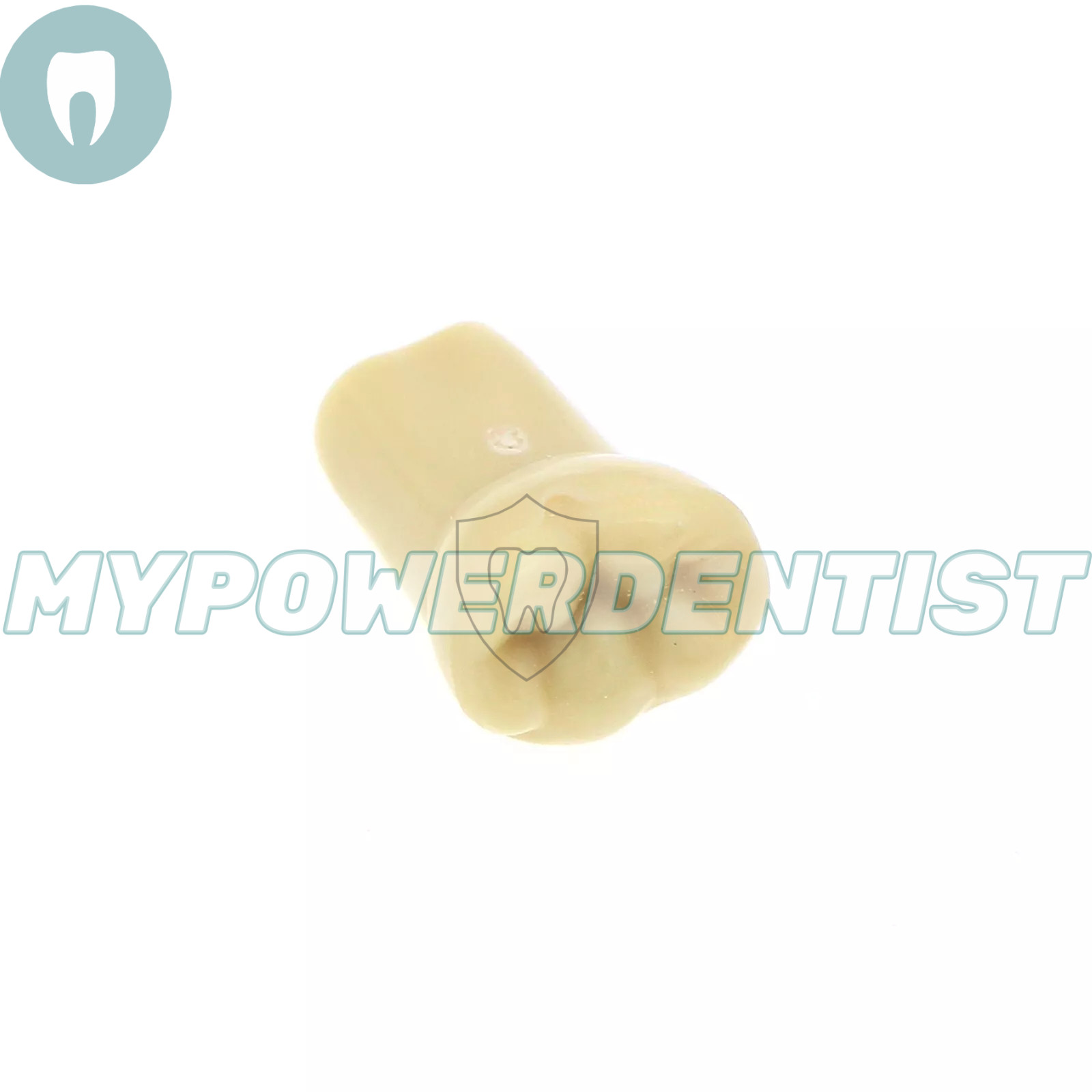 Frasaco Ag3 Type Dental Restorative Typodont Model 32Pcs Removable Teeth M8014-2