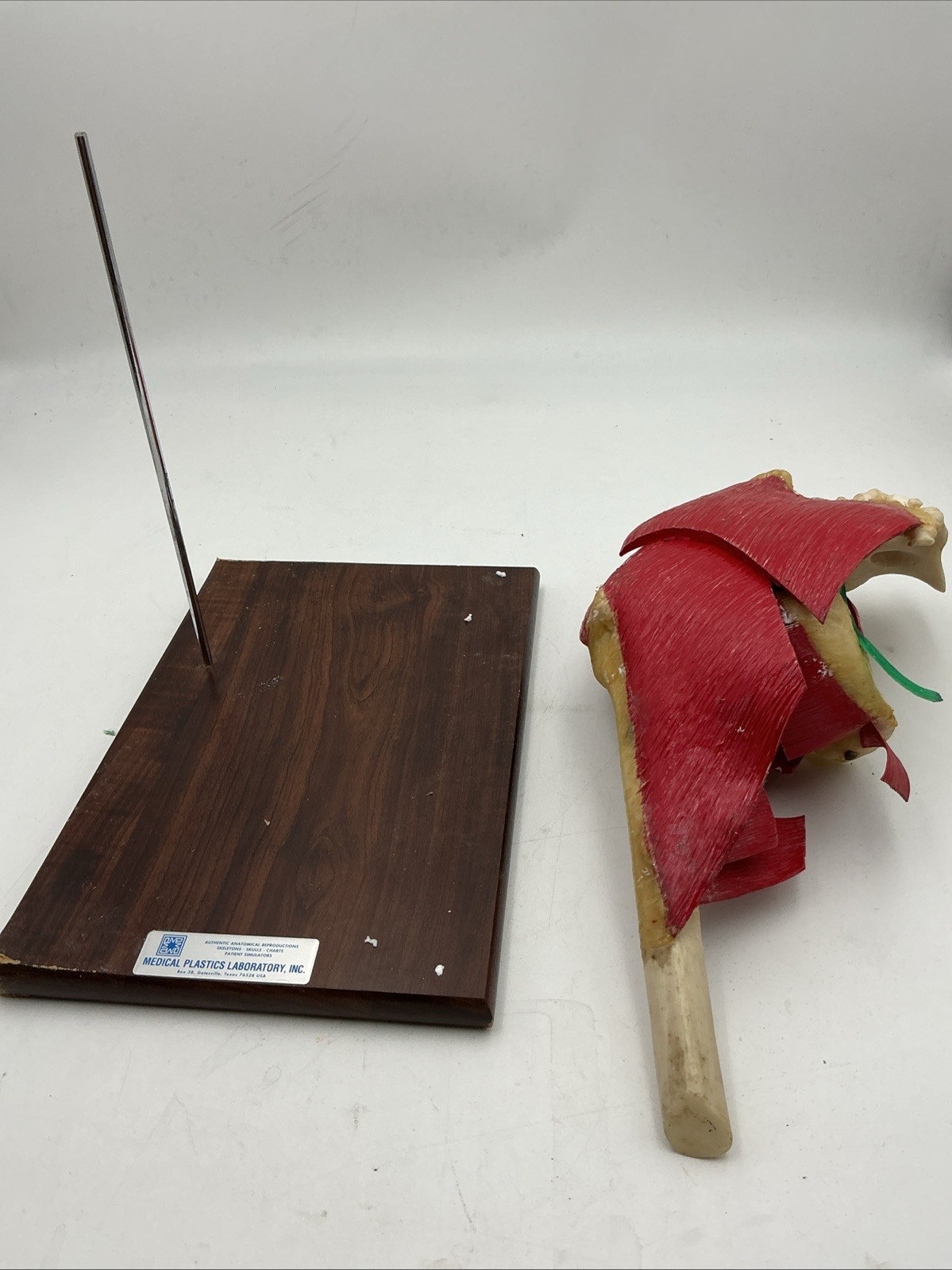 Vintage Medical Plastics Laboratory JH-2500 Deluxe Hip Anatomical Model