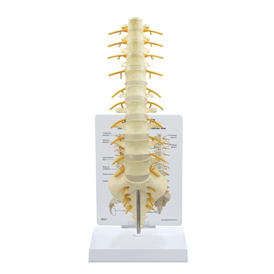 GPI Anatomical #1510 Sacrum T8 Spine Lumbar Vertebral Column Model