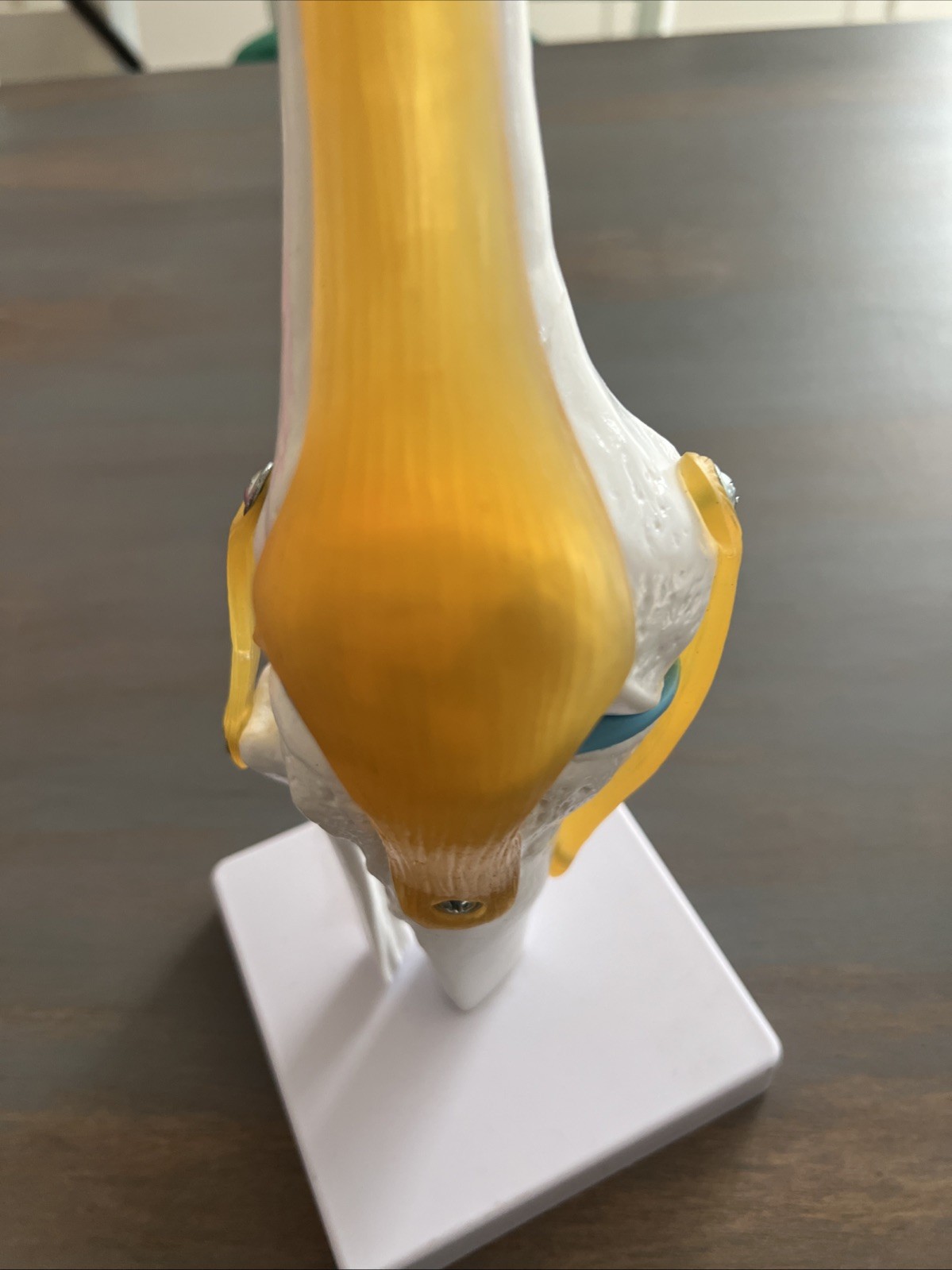 1:1 Life Size Knee Joint Anatomy Models Medical Anatomy Science Humans Skeleton