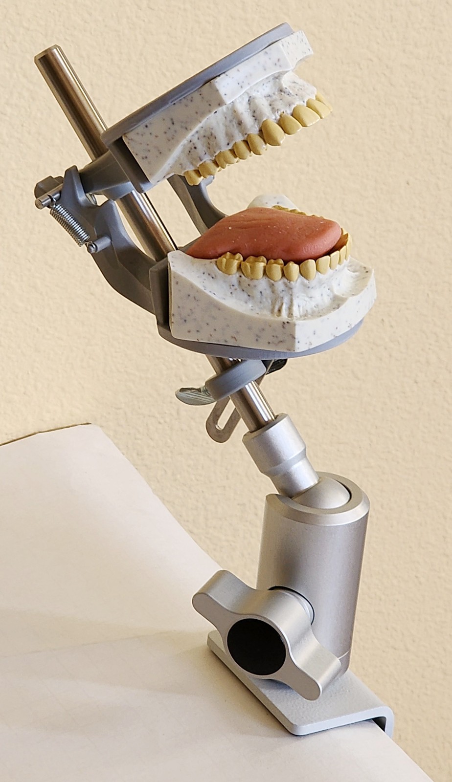 Dental Teeth X-Ray MANIKIN Practice Oral Exam Simulator Training Model Phantom