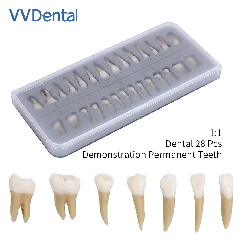 Dental Plastic Teeth Highly Reproducible Carton 1: 1 Permanent Teeth Demonstra
