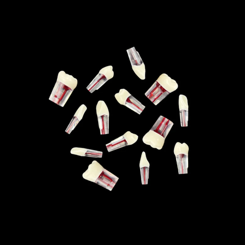 Dental Endodontic Teeth Model 28Pcs Endo RCT Practice Pulp Blocks