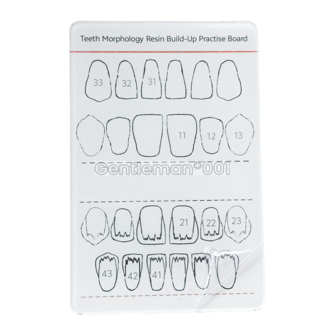 Dental Dentist Board Teeth Morphology Composite Build Up Practise Template Model
