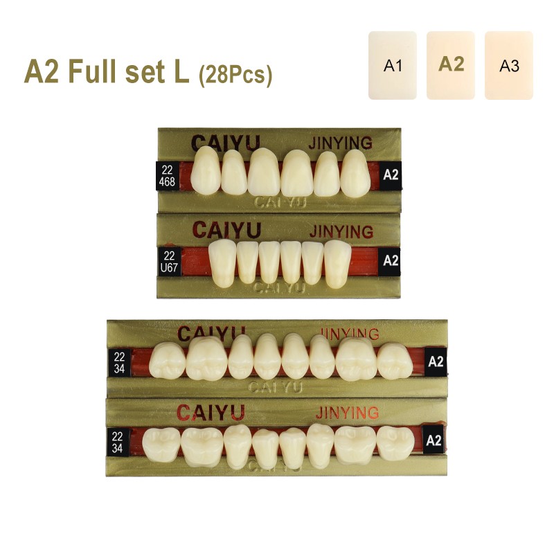 Dental Four Layer Synthetic Resin Teeth Anterior Posterior Polymer Denture