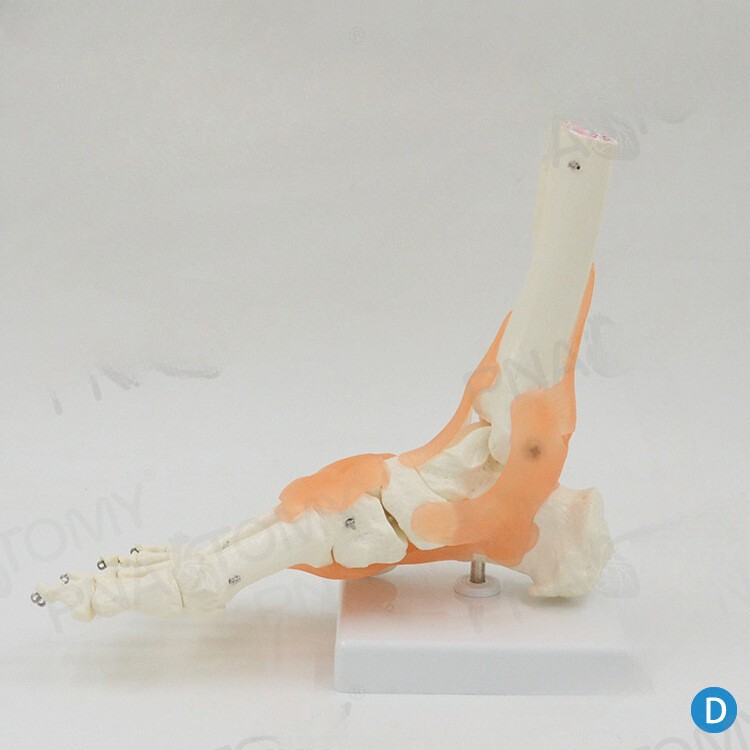 Human Foot Exercise System Bone Attached Ligament Model Orthopedic