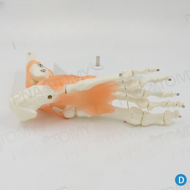 Human Foot Exercise System Bone Attached Ligament Model Orthopedic